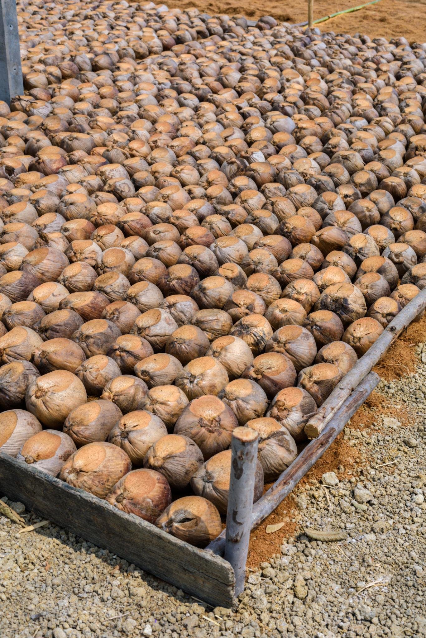 Seednut Selection
